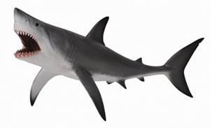 Great White Shark