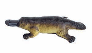 Platypus Large