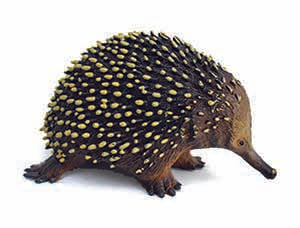 Echidna Large